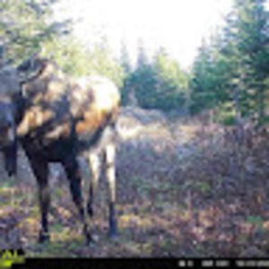 Meet your Posher, Vincent